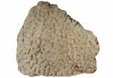 Polished Stromatolite (Greysonia) Section - Bolivia #197395-1